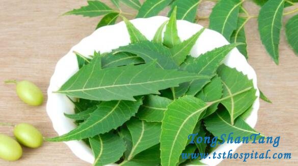 Can Neem Leaf Reduce High Creatinine Level