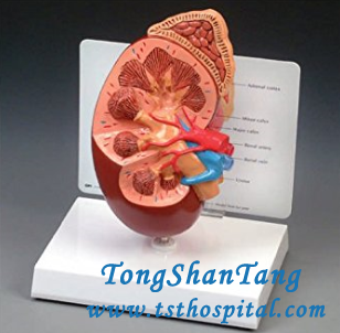 How to Stop Kidney Shrinkage