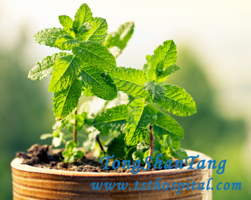 Herbs for IgA Nephropathy