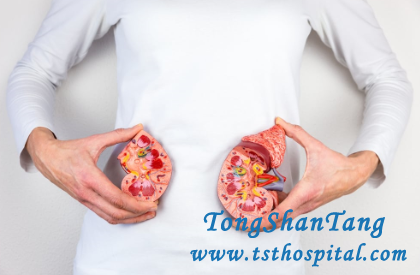 Can Kidney Size Be Recovered