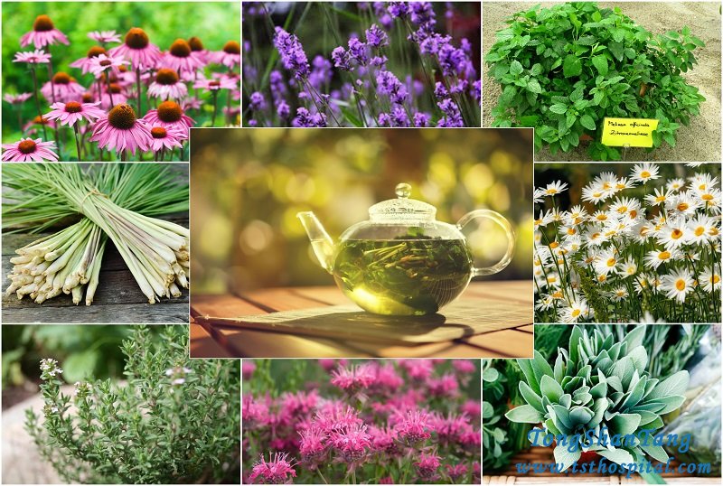 What Herbs or Traditional Medicines Can Shrink Kidney Cysts