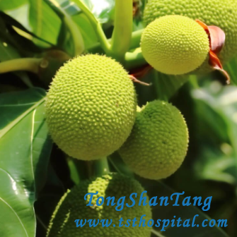 Can Person with Kidney Sickness Eat Breadfruit