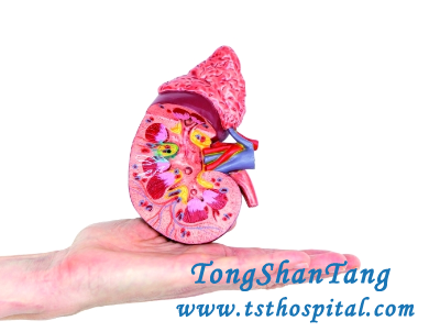 Kidney Shrinkage: How Can Prolong the Life of Kidneys