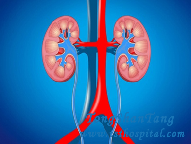 How to Increase Kidney Size